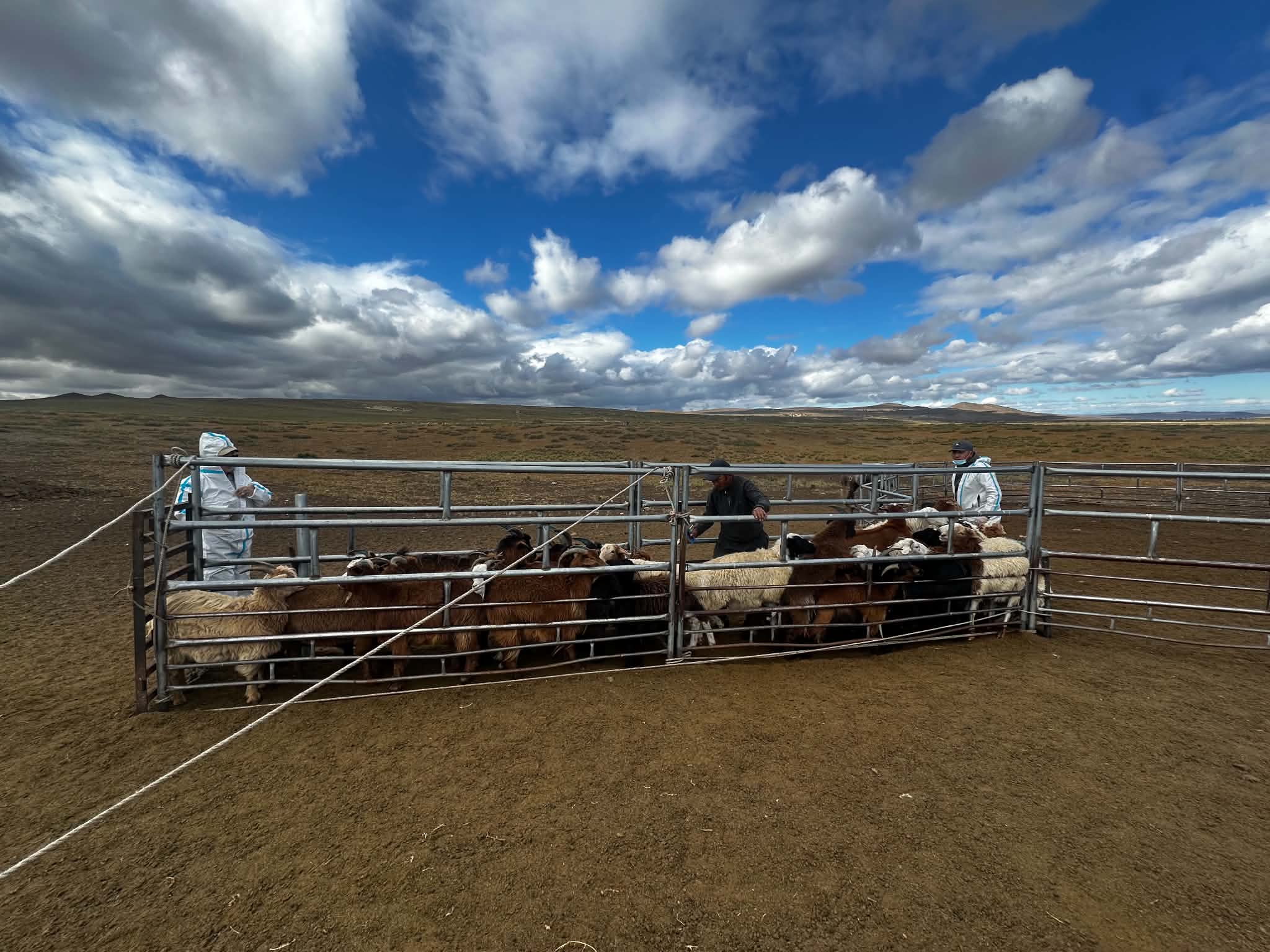 🐄 ШҮЛХИЙ ӨВЧНӨӨС УРЬДЧИЛАН СЭРГИЙЛЭХ ВАКЦИНЖУУЛАЛТ 92 ХУВЬТАЙ ҮРГЭЛЖИЛЖ БАЙНА.